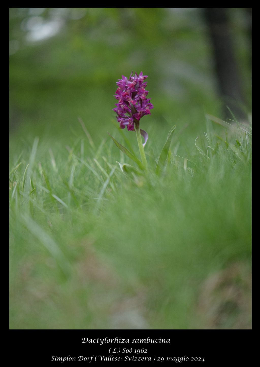 Dactylorhiza sambucina